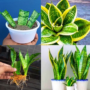 How to grow snake plant at home || Best & easy to grow snake plat at home | Dian Creative