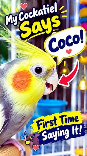 Talking Cockatiel Says “Coco” 🦜 | Cute Cockatiel Talking