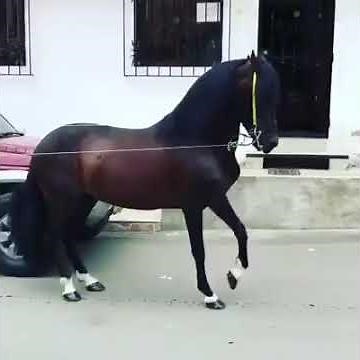 Caballos de paso fino colombiano