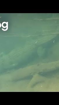 Close Encounter with a Hidden Saltwater Crocodile || ViralHog