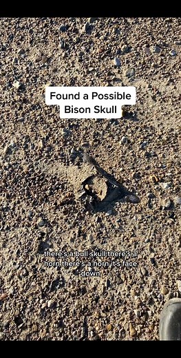 Discovering a Bison Skull: A Unique Find