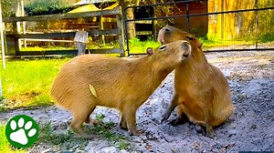 These unusual pets are taking the world by storm