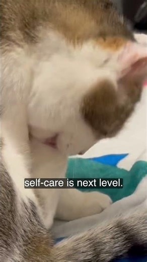 #cat Does anyone know of a way to stop cats from biting their nails? It hurts a lot when they bite.