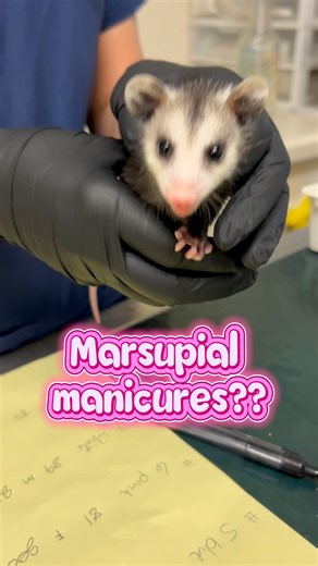✨Monday Manicures✨ The most common mammal species admitted to the South Florida Wildlife Center is the Virginia Opossum. During the spring and summer months, our hospital admits hundreds of orphaned opossum joeys. At times, our nursery can have nearly 200 baby opossums admitted for care and rehabilitation. As you can see from this video, opossum joeys are near identical. This is why our center uses toxic-free nail polish to identify each individual patient in their groups. This ensures we can tr