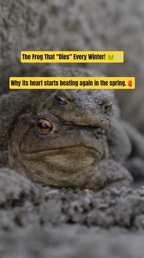 This Frog Freezes Solid and Still Lives! 😱 #WoodFrog #AnimalFacts #Wildlife #NatureIsAmazing