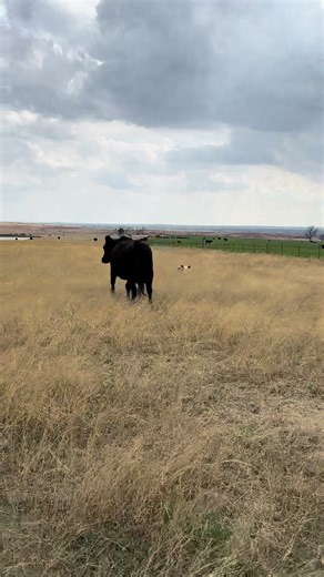 Just another video of one of our older mama cows. She knew exactly where her baby was. I’d say he was ready for a snack. Nothing sweeter in my opinion.