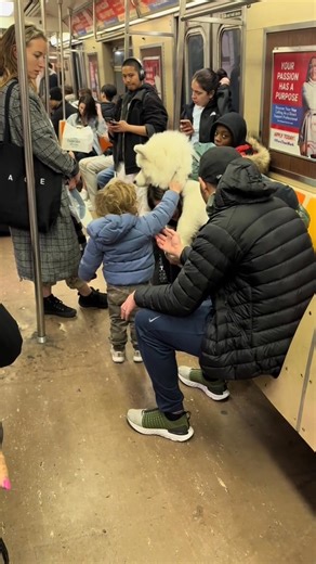 A giant teddy bear 🥹 #dog #newyork #samoyed #puppy #nyc #subway | Lumi LumiBear Samoyed