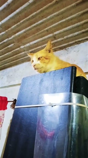 AMAZING MY TIGER CAT TAKE A REST ON TOP #asmrsounds #amazing #tigercat #catlove #shortvideo #shorts