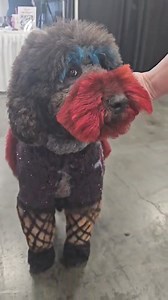 Se llama The Rocky Horror Grooming Show 🤯🤯 | Danny The Groomer