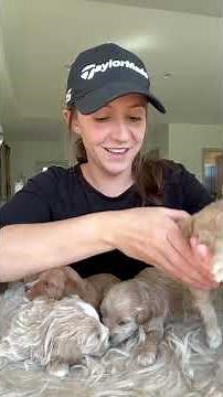 Kate's Cavapoochon Puppies - 3 weeks old