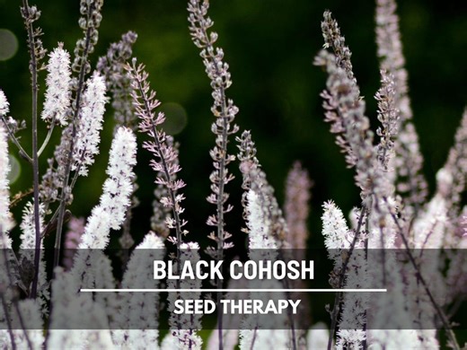 Black Cohosh Seeds (bugbane) – Heirloom Medicinal Herb, Rare Shade-loving Flower (25 Seeds) - Etsy