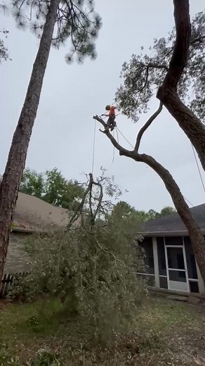 17K views · 229 reactions | Professional Tree climbers | Derrick Calvert | Facebook