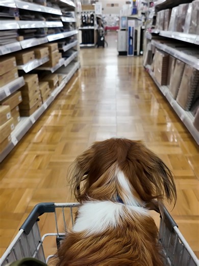 カートに乗ってショッピングを楽しむコイケルボーイ。#コイケルボーイ #コーイケルホンディエ #コイケル #kooikerhondje #kooiker #科克尔犬 #カインズ