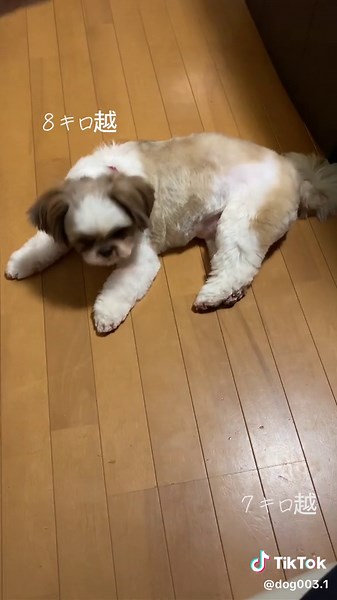 ぷにぷになシーズー犬の可愛さ
