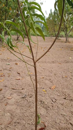 Peach Tree Pruning for Beginners | Young Tree Guide#satisfying #treecare#pruning #peachpruning
