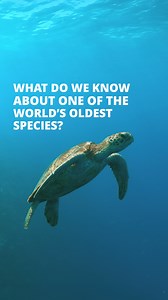 3.2M views · 7.6K reactions |  Discover the world of turtles!...