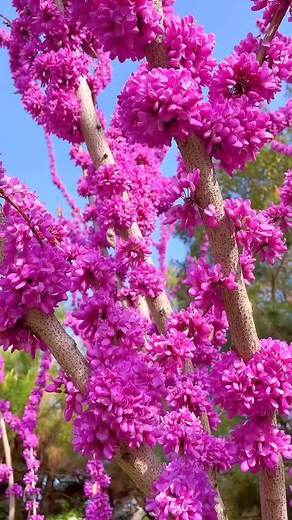 75K views · 3.5K reactions | #Copacul lui Iuda #Cercis Avondale #flori #gradina #plante #natura #garden #flowers #plantes #spring #color #beautifel flowers | Amenajari gradini | Facebook
