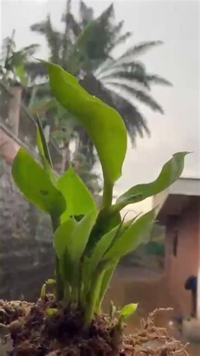 plantules de PIF de bananier plantain sur nos ex #plants. #farming #agriculture #ASG_Consulting