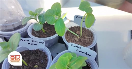 Learn how to grow a bountiful garden from seeds