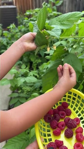 Thornless raspberries #homegarden