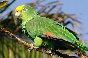 Amazon Parrots: Lively Feather Friends