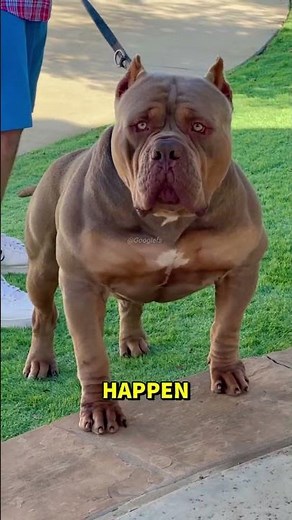 Pitbull vs Chimpanzee – Who Is Stronger #shorts #dog #pitbull #chimpanzee