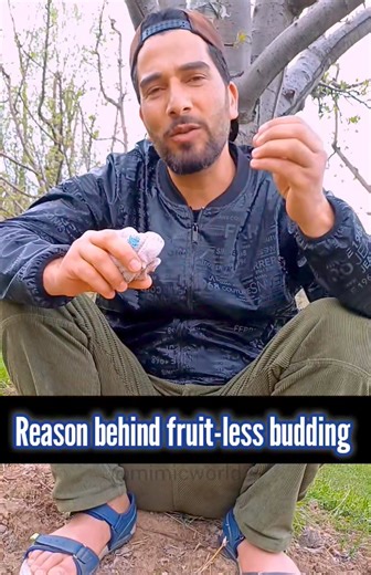 Reason behind Fruit-less budding/Apple Tree's🌳 | Mimic World 2