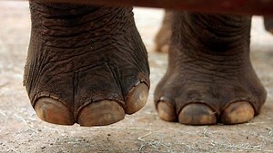 Elephant foot care poses unique challenges