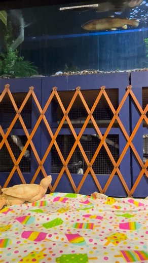 🐢 Pinky, our albino snapping turtle, loves his walks around the aquarium! 🐠You can come see him, and all our other aquatic critters, Wednesday - Sunday, 10am - 3pm. #pinky #capecodmuseumofnaturalhistory #ccmnh #capecod #aquarium #snappingturtle | Cape Cod Museum of Natural History