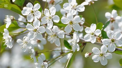Lecture audio #psaumes #spiritualtiktok #midi#spiritualite #motivation #priere #CapCut