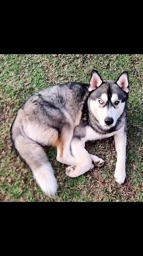 Husky_Brothers_SA on TikTok