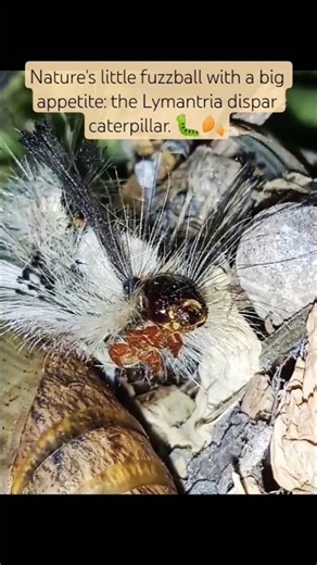 He seems happy with his mate (the pupa of the vine hawk moth) 🐛🐚#enclosures#moth#macro#shorts#fpyシ