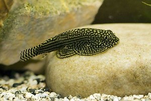 Hillstream loach - Alchetron, The Free Social Encyclopedia