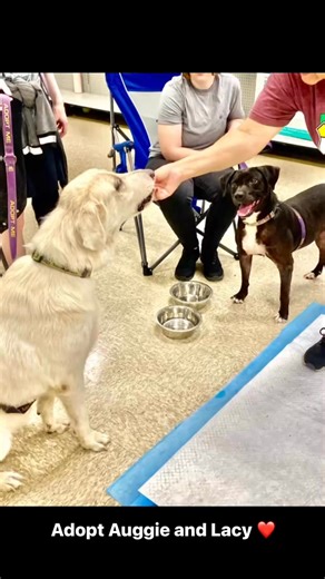 17 reactions | Route 66 Pet Rescue on Reels | Facebook