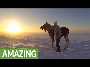 Magical bond between man and wild moose calf