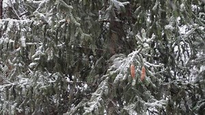 Snowflakes falling on pine tree ; Snowflakes falling on a pine branch and create a beautiful picture of winter idyll,video clip Stock Video