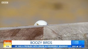 The UK has reported a growing problem with drunk seagulls! Residents have reported being attacked and vomited on by the boozy birds after they drink beer left by pub-goers! 😮 #9Today | TODAY