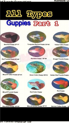 All varietys guppy fish Part 1 | All Types Guppies Part 1 | #allvarietys #guppyfish