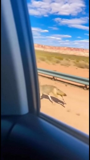 308K views · 3.6K reactions | We couldn’t believe our eyes  A real roadrunner sprinting down the road with a coyote chasing right behind it… Just like the classic Road Runner & Wile E. Coyote cartoon! Nature has a great sense of humor  #Roadrunner #Coyote #Wildlife #NatureIsAmazing #CaughtOnCamera #FunnyVideo #DesertLife #RealLifeCartoon #LooneyTunesVibes #ViralVideo #OMG #NatureMoments #WildAnimals #EpicMoment #Unbelievable I’m | AI ART | Facebook