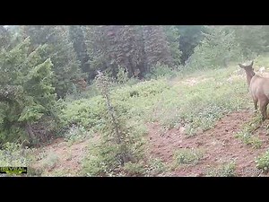 Cow Elk Mew Sounds | Cellular Trail Camera Video