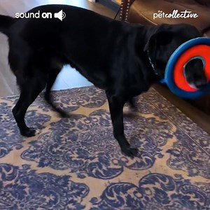 171K views · 1.2K reactions | What are some of your pet's favorite toys?累 | Try Not to Laugh | Facebook