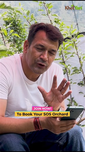 19K views · 290 reactions | Plantation distance ka sahi gyaan hi deta hai behtar production  – Row to row aur plant to plant ka kya ho ideal gap? 樂 #PlantSpacing #SmartFarming #AgriGyaan #HDP  | Jittu Chauhan Orchardist | Facebook