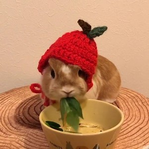 286K views · 594 reactions | All dressed up for dinner. | Adorable Animals | Facebook