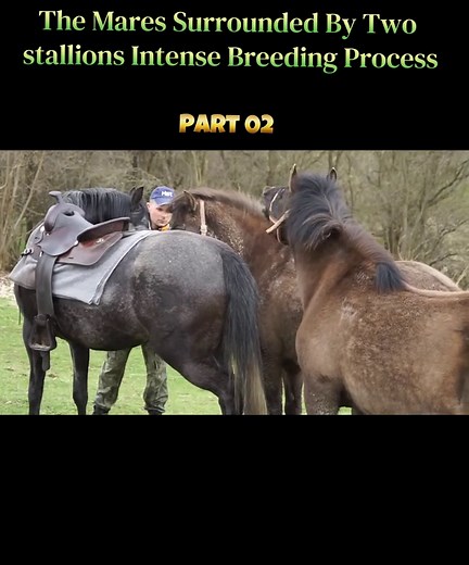 Intense Breeding Process of a Mare Surrounded by Two Stallions Part 2