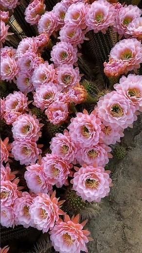Stunning Cactus Flower Blooming 🌸 | Nature’s Magic
