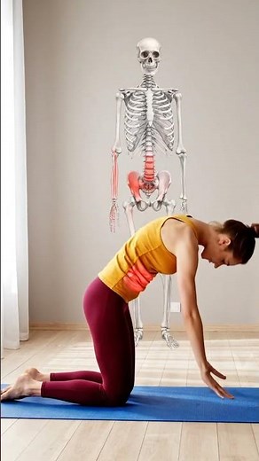 cat cow pose - muscle and motion