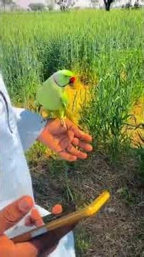 Can Parrots Learn to Talk Like Us? Amazing Experimen