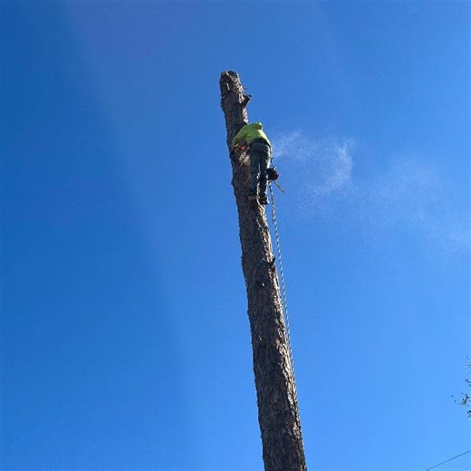 Coleman Tree Service | Twin City GA