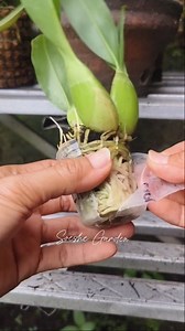 Easy way to mount a Grammathopyllum orchid on a tree fern board🌼Happy gardening🌿 #reelsfyp #tips #plantingorchid #tanamanhias #menempelanggrek #gardening | Susi Ariani