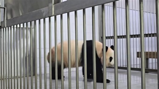 爱宝相见乐宝了，不停咩咩叫 #大熊猫乐宝 #爱宝双胞胎 #睿宝辉宝 | Panda Fu Bao